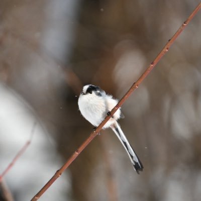 tailed_tit Profile Picture