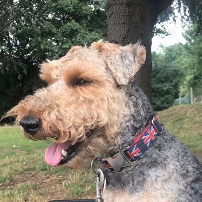 Lecturer in Palliative Care Nursing at KCL. Interests include treatment decision making, media representations of nurse education and Welsh Terrier Quigley.