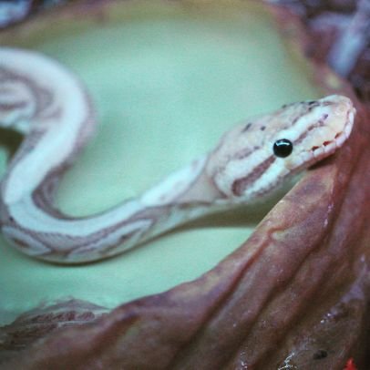 Danellis91's profile picture. Hobbist snake keeper and amateur photographer