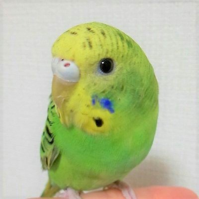 獣医師とり子 セミリタイアを目指す セキセイインコの雌雄はろう膜 鼻 で分かります 女の子 肌色 ベージュっぽいピンク 発情すると茶色 男の子 青またはピンク 色だけだと見分けが難しい品種もいますので 質感もポイント 女の子はざらざら