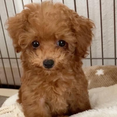 🎂2020.9.6 (4歳)/ 🏡2020.11.21 / ヤンチャで食いしん坊で甘えん坊なトイプードル(レッド) ♂の成長記録🐾🐾🐾#トイプードル #犬好きさんと繋がりたい