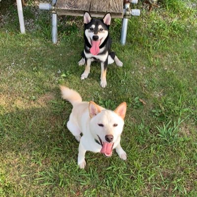 3Shiba_Kogi's profile picture. ドタバタでハチャメチャで楽しい、可愛い日常です🐶🐱気軽にいいね、フォローお願いします🤗 無言のフォロー失礼します💦 白柴リタ:♂黒柴ヨミ:♂赤柴ロイ:♂コーギーモカ:♀猫ジジ:♂