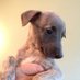mydearwhippet (@mydearwhippet) Twitter profile photo mydearwhippet (@mydearwhippet) Twitter profile photo