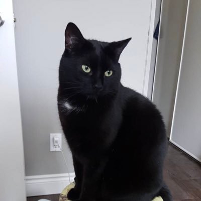 The Best looking cat on the internet - prove me wrong! Peace and Love.