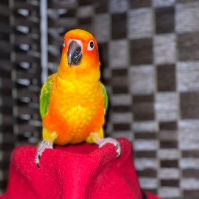 JohnnyElzein's profile picture. techie, singer, husband, father, all posts are my own.