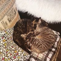 MrDaichi@MissKumi_dellycats (@mrdaichimissku1) 's Twitter Profile