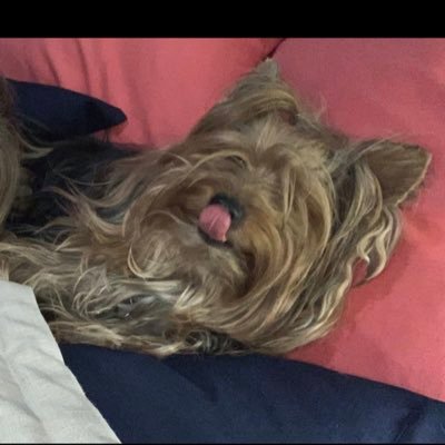 pavlarsen's profile picture. This is the way!