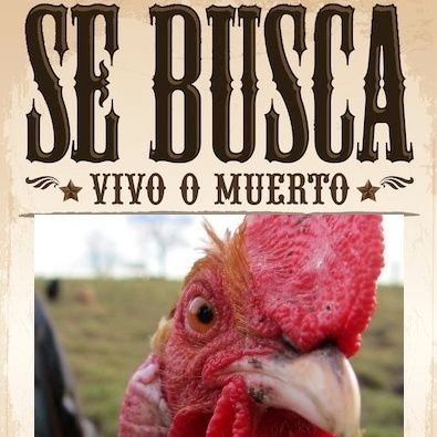 Parodia - Club Santuario les Gallines No Binarie de Persones Humanes que fluyen #Anonymous #SicSemperTyrannis