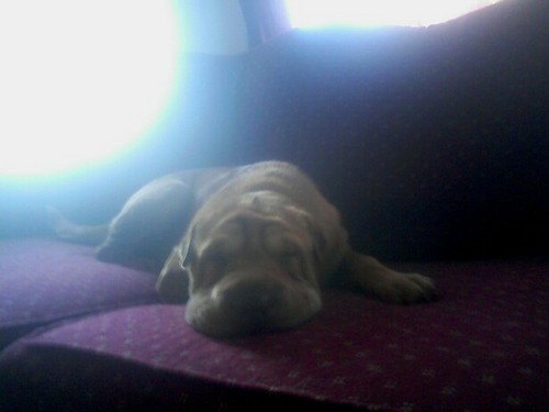 psmallwood1987's profile picture. Dad, husband, & doggfather first. FP&A by day, beer league all-star & Boston sports diehard by night, Masshole always. Enjoy IPAs, jam bands, history & politics