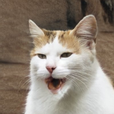 whitneysunwoo's profile picture. fully credentialed human person with a keyboard
proof keyboard abilities in @PointsInCase, @The_Belladonnas, @SlackjawHumor, and others