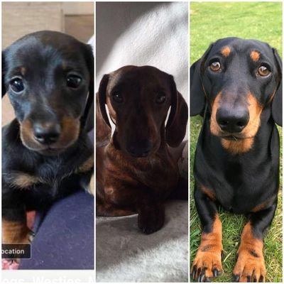 im 3 years old and snicker is 2 years  and Simba is 1 year old.  we love cuddles and playing together.  
our instagram is    _sausage_party3