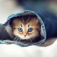Hager Ashraf ๐ต๐ธ (@hager_ashraf9) 's Twitter Profile