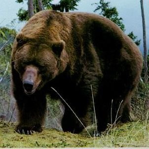Bear10c Profile Picture