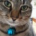 Sir Tiddles & Jane (@edginton_jane) Twitter profile photo Sir Tiddles & Jane (@edginton_jane) Twitter profile photo