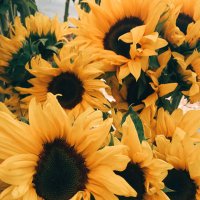 Al 🌻 (@al_1997x) 's Twitter Profile