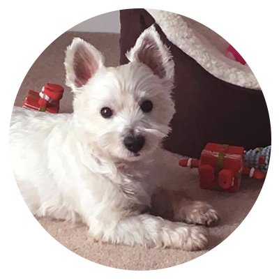 #Westies & Besties, the UK's ONLY #magazine dedicated to West Highland Terriers and their owners. Available worldwide!
#westielove #westielife #westiesoftwitter