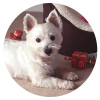 Westies & Besties Magazine(@BestiesMagazine) 's Twitter Profile Photo