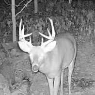 TallowKing's profile picture. #Bitcoin #carnivore #antiseedoils #beeftallowrespector