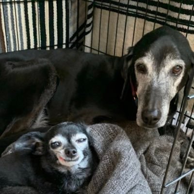 alienslovedogs's profile picture. I wonder if aliens like or love dogs?