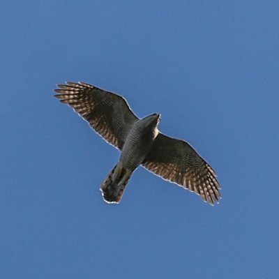 Longtime birder living in Southgate, London.