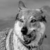 Nice wolves photograph last (@WolfsNice) Twitter profile photo