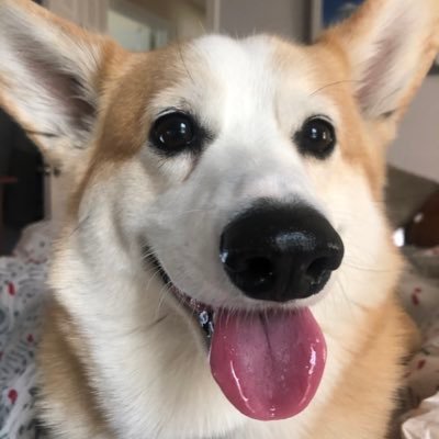 billmurraycorgi's profile picture. I’m Bill Murray the corgi. I lead a very luxurious life, sleep all day, steal food even though I am well fed and bark incessantly at delivery people.