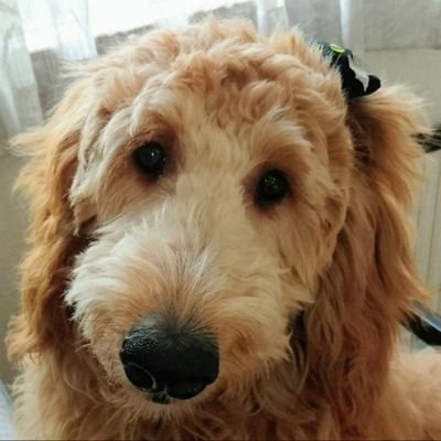 PalChannelGolde's profile picture. 昔から犬が大好きです❤️飼っていない期間がほぼない位、常に犬と一緒にいます🐕️6年前に飼っていたゴールデンレトリバーが亡くなり、現在ゴールデンドゥードルとミニチュアダックスを飼っています。「ぱるちゃんねる」というYouTubeを運営中。チャンネル登録していただけると嬉しいです。よろしくお願い致します🎵