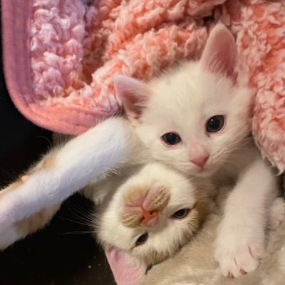 元団体所属今は個人ボラ 出たり入ったり20頭前後の保護猫達と暮らしてます。 TNR里親探しミルボラ病気の猫やキャリア組に寄り添いたく猫達が快適に暮らせる家を買い今年初旬猫たちみんな連れて静岡から大阪に大移動してきました。宜しくお願いします。第二種動物取扱業登録済 日々勉強