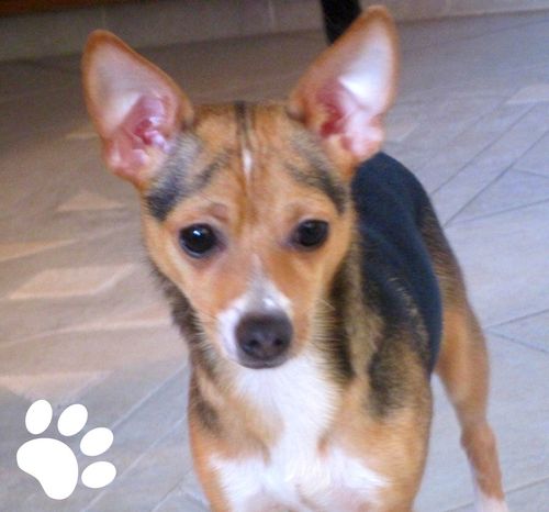 Bibble_chi's profile picture. hello :)  my name is bibble i will follow you back even if you are a cat :)