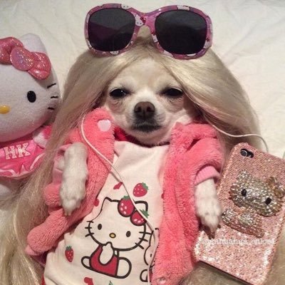 priscilarogeri1's profile picture. Eu só quero saber dos babados !!!!