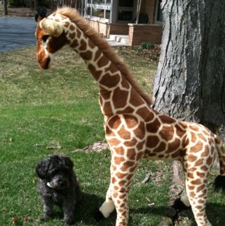 pitterpater's profile picture. 