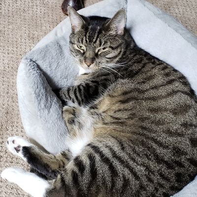 sleepyinhell's profile picture. growing disillusioned in leaps and bounds by covid and climate catastrophes. Raging every day, behind my N95 during rare incursions indoors. EN/FR