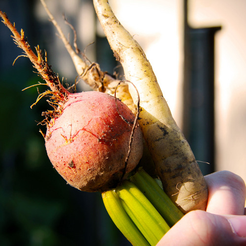 MoFarmNiagara's profile picture. I'm growing as much food as I can in my suburban backyard - join the adventure! I also LOVE live music and see as many bands as possible.