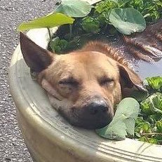 OJTastesLikeSun's profile picture. music lover. tech lover. child of the internet.