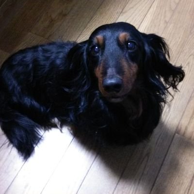 2gOK8Ecei3p8HrT's profile picture. 無言フォロー大歓迎!
こちらも無言フォロー失礼します。
リッジテールモニター、コーンスネーク、ミシシッピニオイガメ、レッドビーシュリンプ等々飼ってます。
ゆるーくつぶやきますのでよろしく。