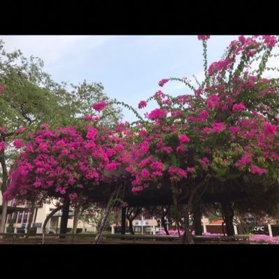九重葛on Twitter 别阴阳怪气地说风凉话了 非常时期用非常手段并不为过 九重葛on Twitter 别阴阳怪气地说风凉话了 非常时期用非常手段并不为过
