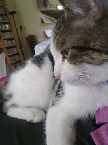 JoppeDeKater's profile picture. I'm a young and tough male cat, born somewhere in the spring of 2009, ran away from my mother and found a new place to stay @naomimertens