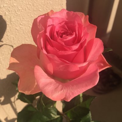 _treevillage's profile picture. 