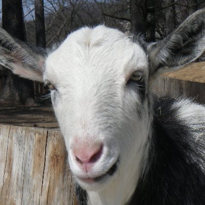 松本市アルプス公園小鳥と小動物の森公式アカウントです。
動物園の情報を発信していきます。　　　　　
☆年中無休☆年中無料
【Instagram】https://t.co/k9KseITwpc
【Facebook】https://t.co/6MyKVP0bYn


公園全体のＨＰは下のリンクから↓