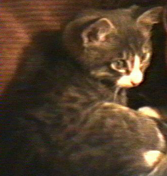 afbobcat's profile picture. Disciple of Jesus Christ, Wife, Mom, Grandma, Admin Assistant to many, BYU grad, with a touch of wanderlust.