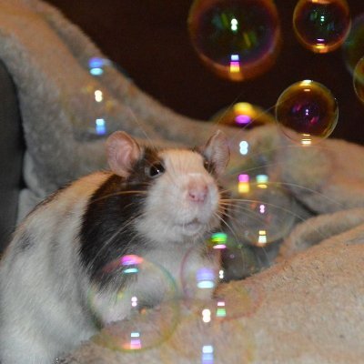 tertu_m's profile picture. big ol rat | 🏳️‍⚧️ she/it/ey | 🔞 BLM, free Palestine