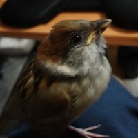 LUPIN 三世 (@lupin3rd7) 's Twitter Profile