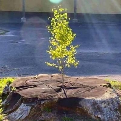 kholofelo15's profile picture. 