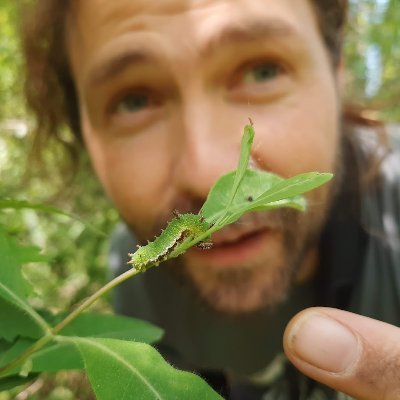 Belgian #biodiversity enthusiast, main interest in #butterflies & other things with wings

westpal butterfly ID help anytime

#refugeeswelcome

(he/him)