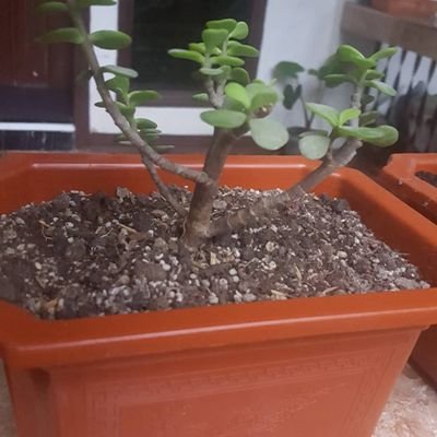 LeilaCeeb's profile picture. lucky me 💞