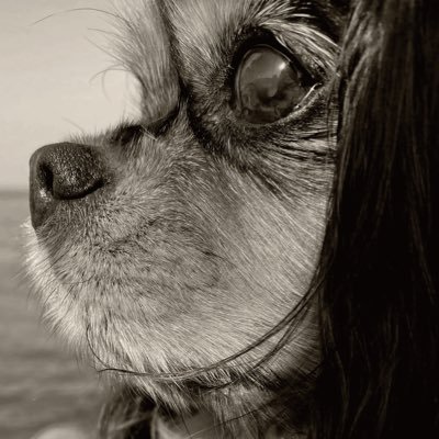 HawaiianMarquee's profile picture. #ゴルフ #キャンプ #DIY #早起き #遅寝 #きのこキライ #ローストビーフ #木村多江 #ポテチ #おいらん姐さん #ジブリ #AKIRA #AA= #Hi-STANDARD