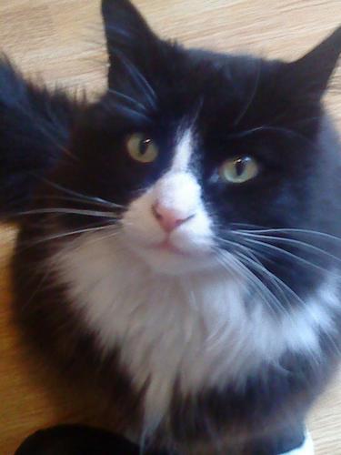 AnnaSommariva's profile picture. 