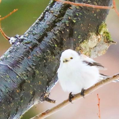 「野鳥」「動物」「自然」を様々な角度から撮影しています。 北海道の雄大な自然を感じとって頂ければ幸いです。 https://t.co/8Ct8XdeyB9   宮城県に引越した為鳥撮影はお休み中