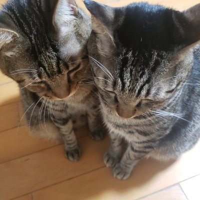 ダウンロード ハリー ポッター 猫 壁紙画像トップ無料