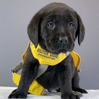 Woof 🐶 my name is Benny a #DeloitteServicePup training with @americasvetdogs thanks to support from @deloitteUS... Raised in DC by @go1denhokie 💛